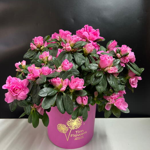 💝Азалия в коробке