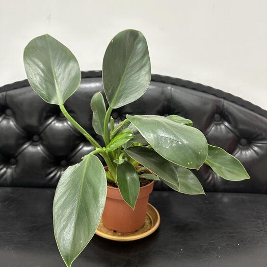 Комнатное растение Филодендрон Грин Принцесс