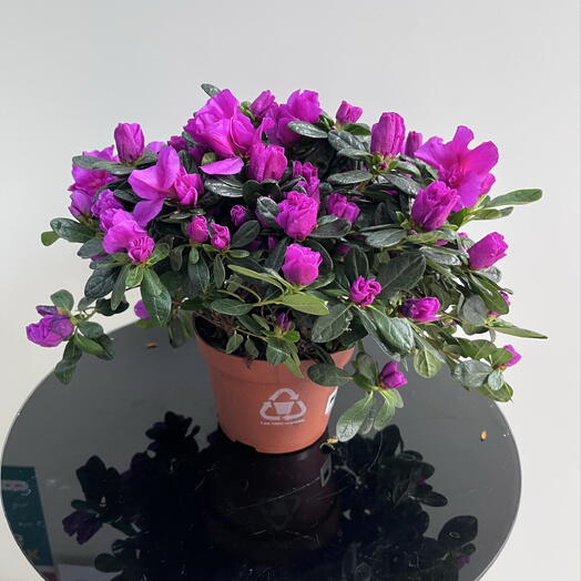 Азалия в горшке малиновая