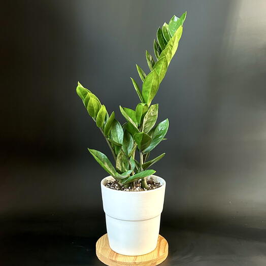 Замиокулькас в белом керамическом горшке