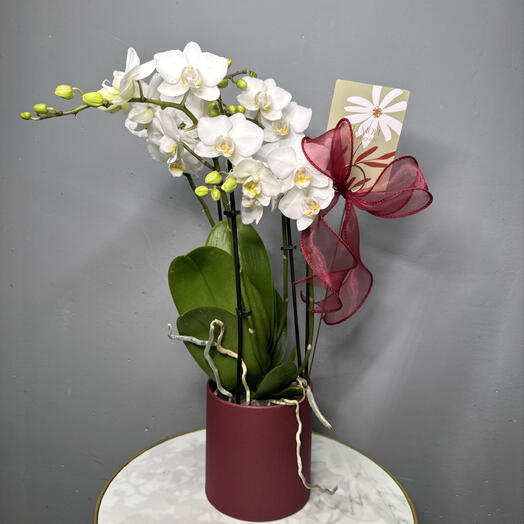 Орхидея белая большая, 3 ствола в коробке крафт Бордо  + бант 🎀 + открытка мини
