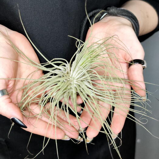 Тилландсия Магнусиана (Tillandsia Magnusiana)