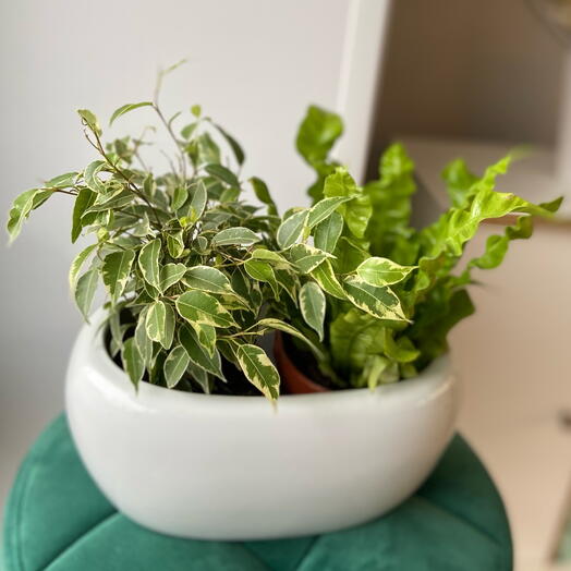 Фикус Бенджамина и Асплениум крисли в кашпо