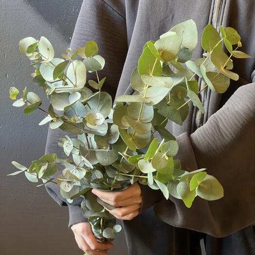 Пачка пучок эвкалипта (5шт) высота 40 см