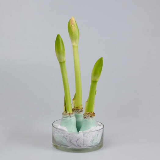 Композиция из амариллиса в вазе