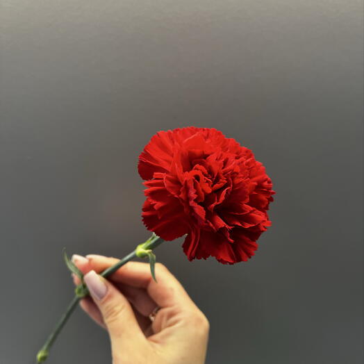 Гвоздика