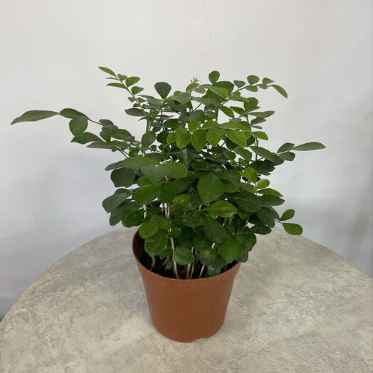 Муррайя Paniculata