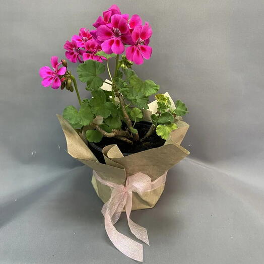 Пеларгония (герань) зональная (Pelargonium zonale)