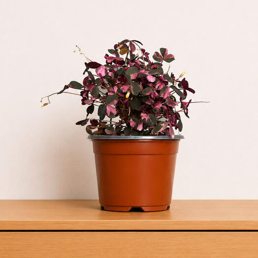 Oxalis Crazy Pink