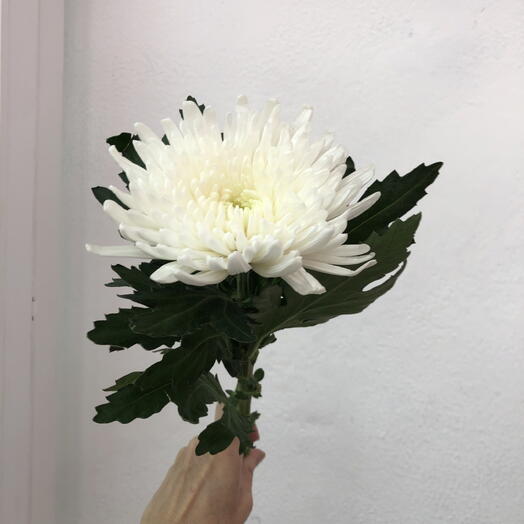 Хризантема белая одноголовая