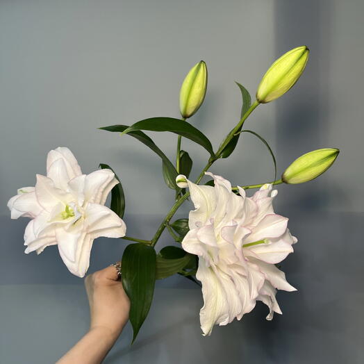 Лилия пионовидная 🌸