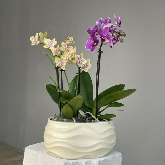 BRIGHT ORCHID готовый подарочный сэт из 2 шт сортовых мини орхидей в керамическом кашпо