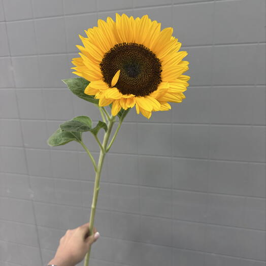 Подсолнух 🌻