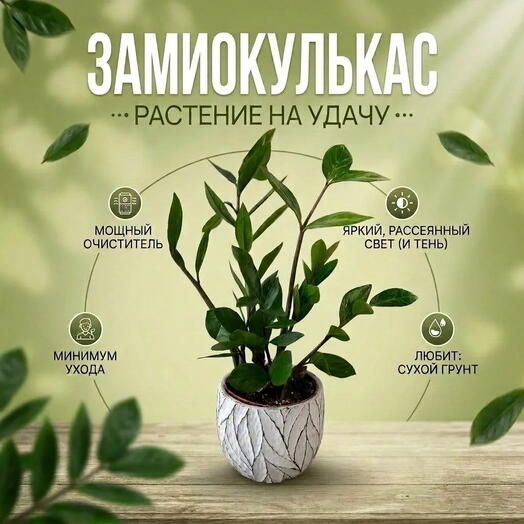 Замиокулькас