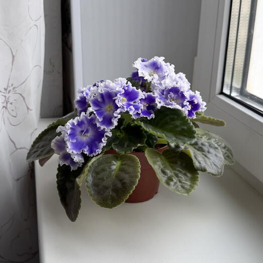Сенполия (фиалка) мультиколор в терракотовом горшочке, сорт: НК Спокойной ночи