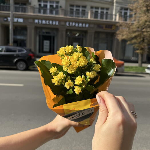 Каланхоэ