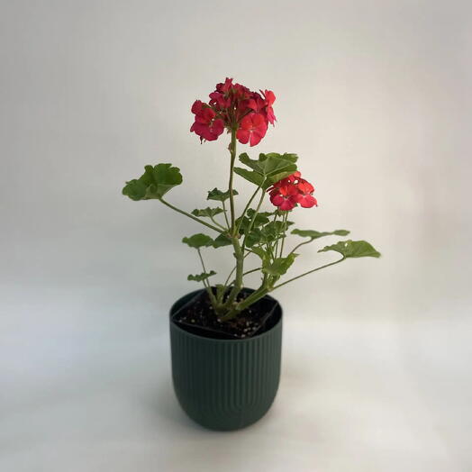 Пеларгония зональная Дип Скарлетт Пинта / Pelargonium zonale Deep Scarlet Pint
