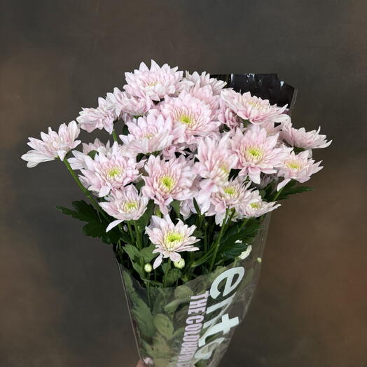 Пачка кустовых хризантем Comandor Pink 5 шт