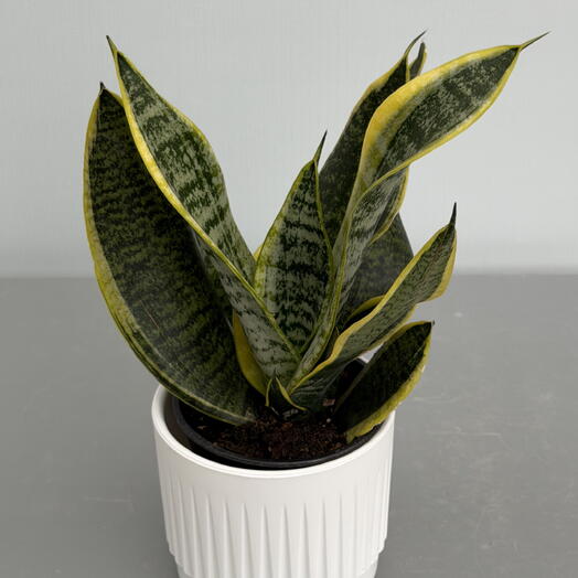 САНСЕВИЕРИЯ (SANSEVIERIA) LAURENTII