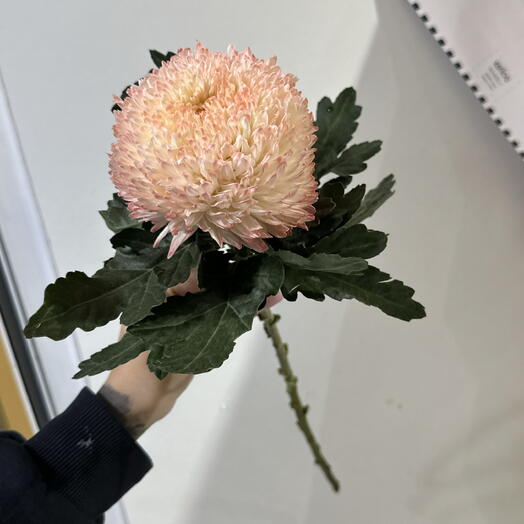 Хризантема одноголовая нежно-розовая