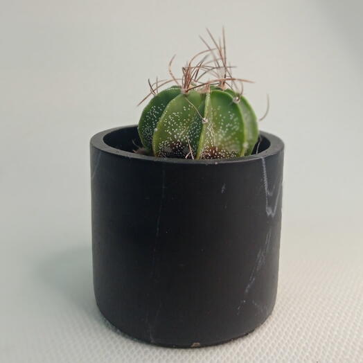 Кактус Астрофитум орнатум / Astrophytum ornatum