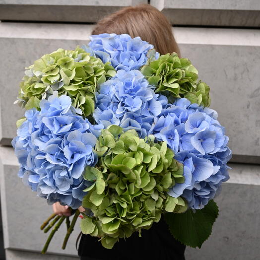7 сине-зелёных гортензий — букет из гортензий 💙💚