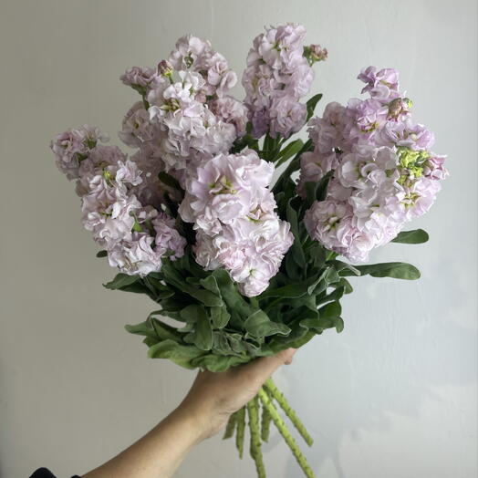 Метиолла 9
