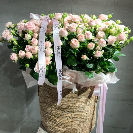 Blush Spray Rose
