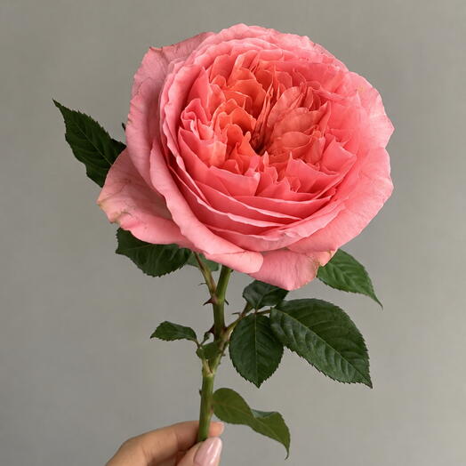 Роза Pink Expression