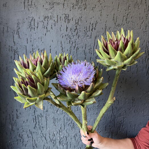Артишок посевной, Артишок колючий Cynara scolymus