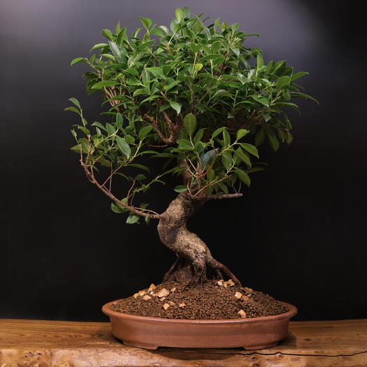 Бонсай Фикус, 69см, 37 лет