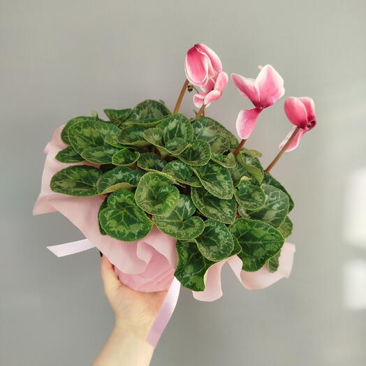 Цикламен