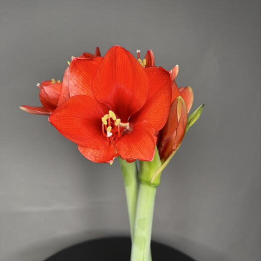 Луковица амариллиса