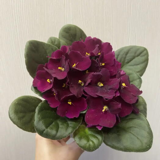 Фиалка бордовая