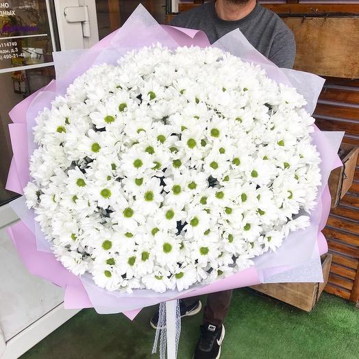 51 chrysanthemum