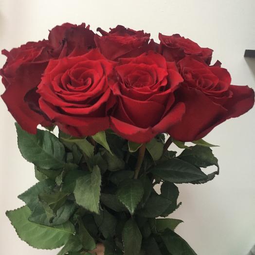 Rosa Explorer (60-70 cm) 9 piezas