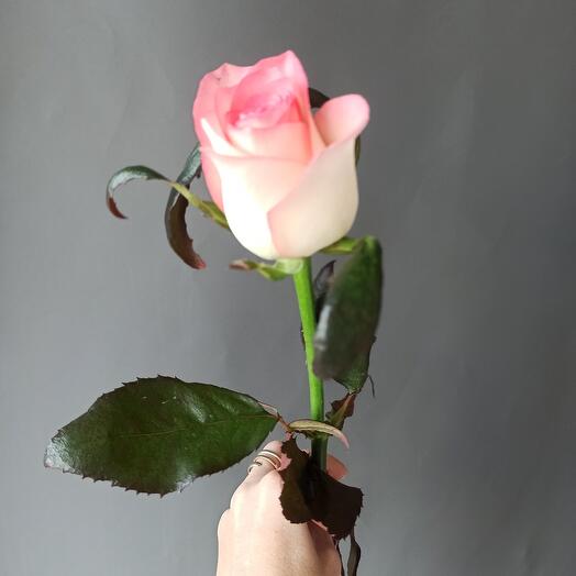 Rose Jumilia