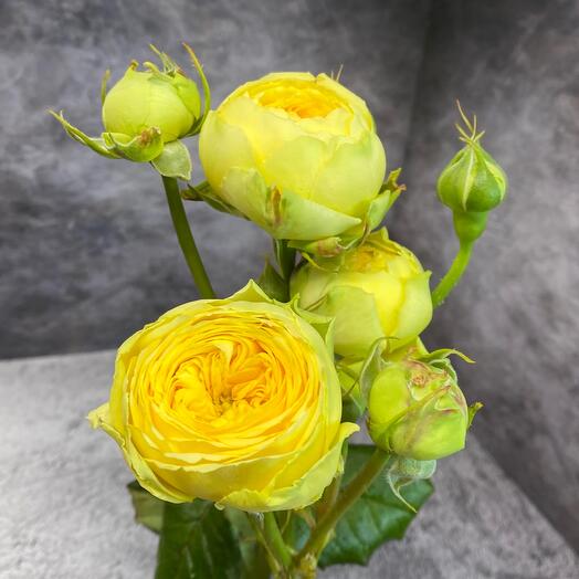 Rosa arbustiva en forma de peonía