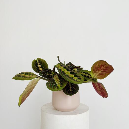 Maranta Fascinator Tricolor