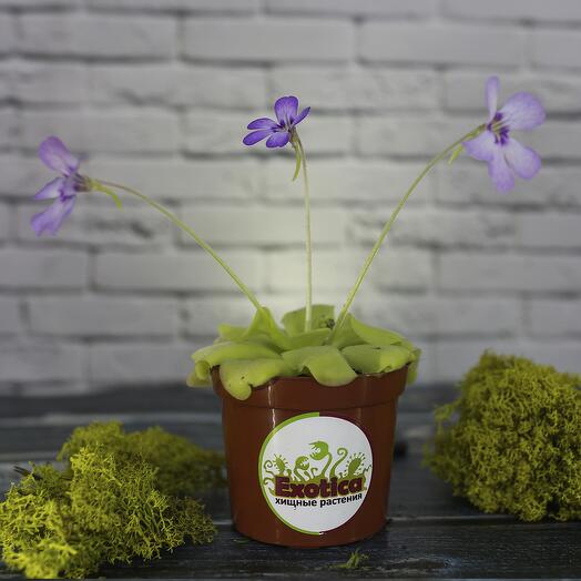 Жирянка Тина (от лат. Pinguicula tina) D9см