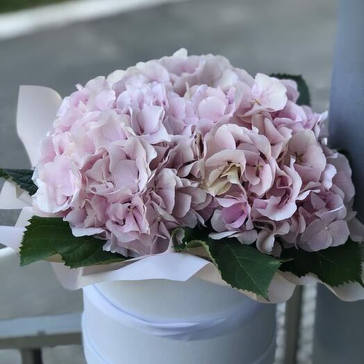 Hydrangea in a box