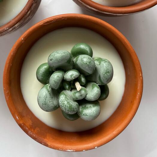 Свеча соевая суккулент растение подарок