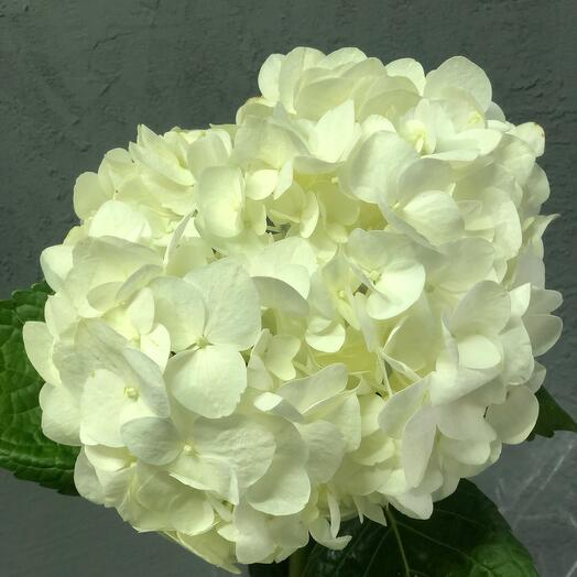 Hortensia blanca