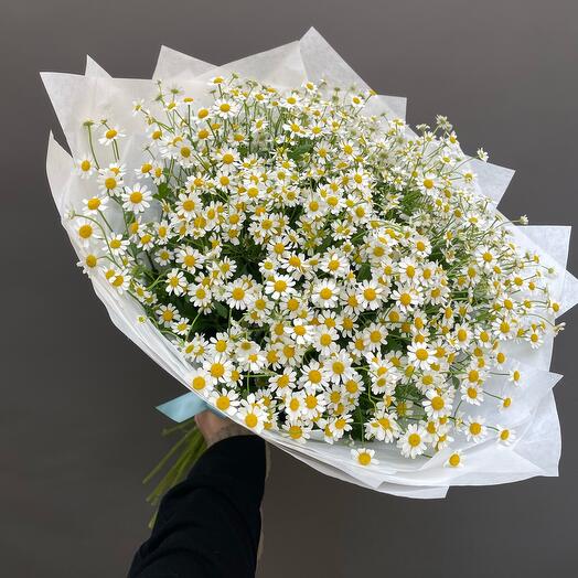 Chamomile Bouquet