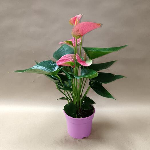 Комнатное растение Антуриум розовый