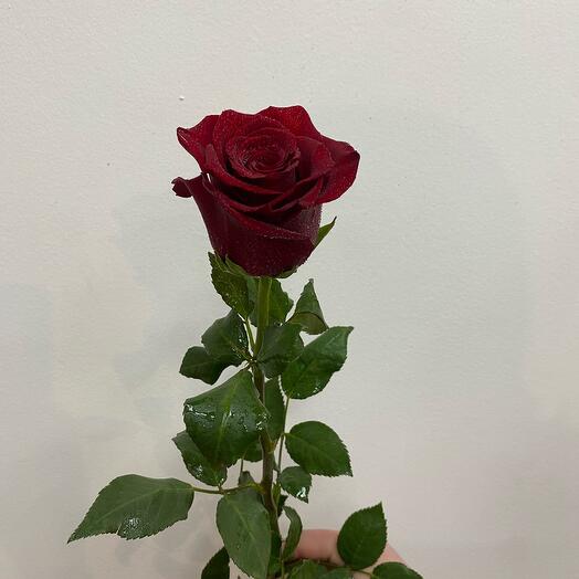 Rose red Ecuador 60 cm