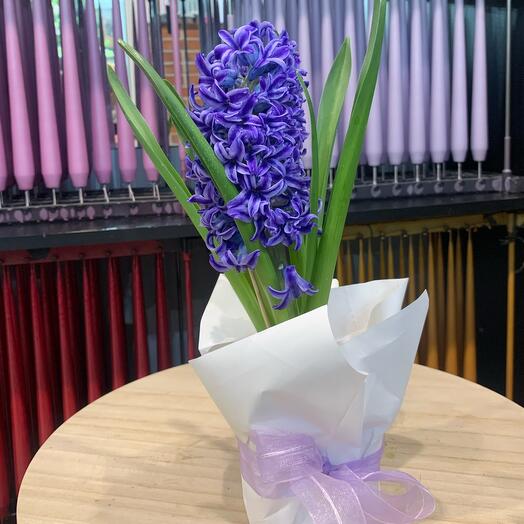 Синий Гиацинт