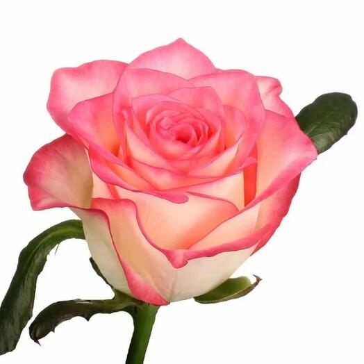 Rose of the Moscow region, white and pink