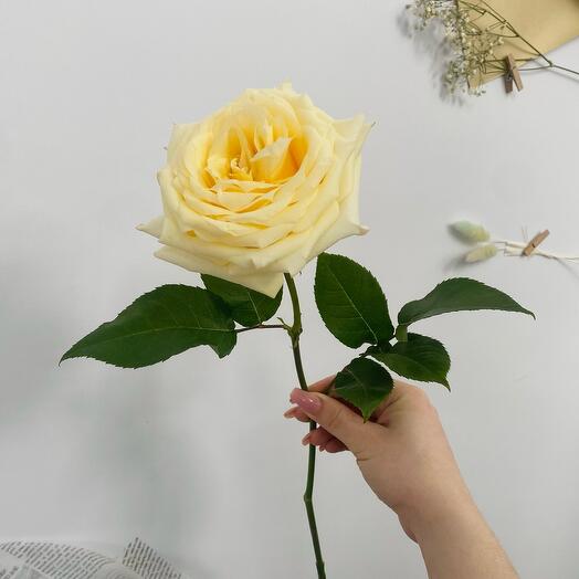 Роза Канделайт