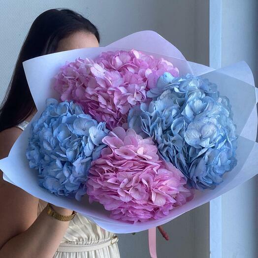 Colourful Hydrangeas